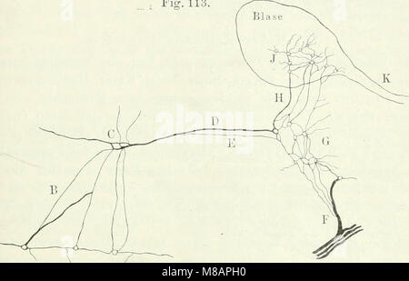 Handbuch der Physiologie des Menschen (1909) (14595420420) Stockfoto