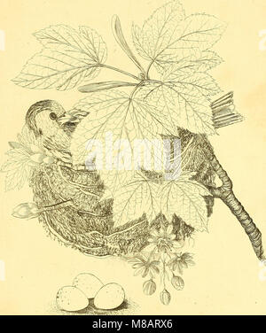 Harmonia ruralis, oder, einen Aufsatz zu einem natürlichen Geschichte der Britischen song Vögel - illustriert mit Zahlen die Größe des Lebens, der Vögel, männlich und weiblich, in ihrer natürlichen Haltung (1794) (14563187529) Stockfoto