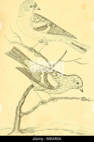 Harmonia ruralis, oder, einen Aufsatz zu einem natürlichen Geschichte der Britischen song Vögel - illustriert mit Zahlen die Größe des Lebens, der Vögel, männlich und weiblich, in ihrer natürlichen Haltung (1794) (14563196408) Stockfoto