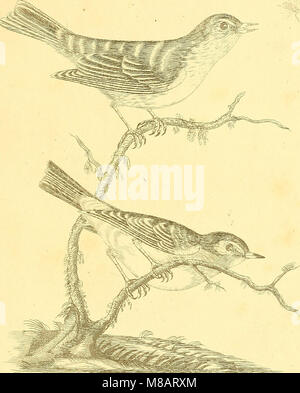 Harmonia ruralis, oder, einen Aufsatz zu einem natürlichen Geschichte der Britischen song Vögel - illustriert mit Zahlen die Größe des Lebens, der Vögel, männlich und weiblich, in ihrer natürlichen Haltung (1794) (14563428387) Stockfoto
