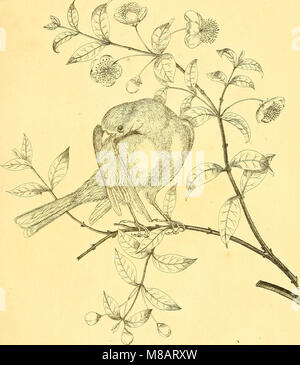 Harmonia ruralis, oder, einen Aufsatz zu einem natürlichen Geschichte der Britischen song Vögel - illustriert mit Zahlen die Größe des Lebens, der Vögel, männlich und weiblich, in ihrer natürlichen Haltung (1794) (14726849996) Stockfoto