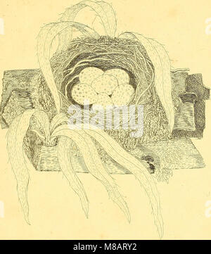 Harmonia ruralis, oder, einen Aufsatz zu einem natürlichen Geschichte der Britischen song Vögel - illustriert mit Zahlen die Größe des Lebens, der Vögel, männlich und weiblich, in ihrer natürlichen Haltung (1794) (14746682891) Stockfoto