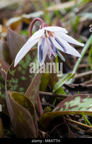 Öffnen der Blüte der Hardy Hund Zahn violett, Erythronium dens von Canis Schneeflocke", im frühen Frühling Stockfoto