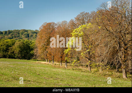Kastanien mit braunen Blätter an einem sonnigen Tag im Herbst, Wien Österreich Stockfoto