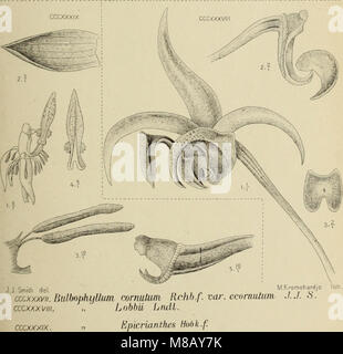 Die Orchideen von Java (1905) ist eine botanische Studie, die sich mit ...