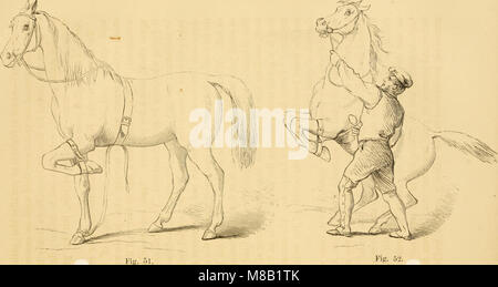 Hinweise zu Pferd - Wächter - eine komplette Anleitung für Reiter und Kapitel auf Eseln und Ponys (1859) (14581110278) Stockfoto