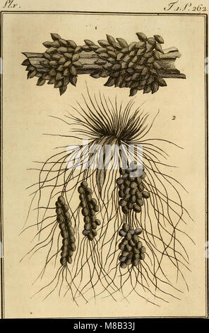 Histoire Naturelle, générale et particuliere, des animaux sans vertèbres Mollusques, et a sang Blanc (1801) (14590426607) Stockfoto