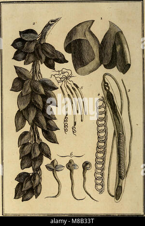 Histoire Naturelle, générale et particuliere, des animaux sans vertèbres Mollusques, et a sang Blanc (1801) (14796782163) Stockfoto