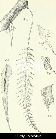 Diese Arbeit aus dem Jahr 1910 beschäftigt sich mit der Pflanzenwelt Afrikas und konzentriert sich auf tropische Regionen und bietet einen Überblick über die Pflanzenverteilung und die wichtigsten charakteristischen Pflanzen, die in den vielfältigen Ökosystemen des Kontinents zu finden sind. Stockfoto