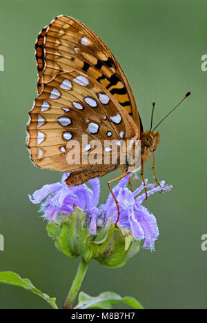 Great Spangled Fritillary Schmetterling (speyeria Cybele) auf wilde Bergamotte (Monarda fistulosa) östlichen Vereinigten Staaten, durch Überspringen Moody/Dembinsky Foto Assoc Stockfoto