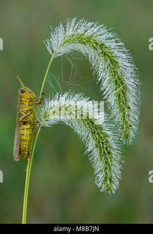 Differential Grasshopper (Melanoplus differentialis) ruht auf Foxtail, Gras, im Osten der USA, durch Überspringen Moody/Dembinsky Foto Assoc Stockfoto