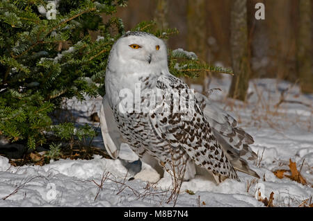 Schnee-eule (Bubo scandiacus), Winter, Nordamerika, durch Überspringen Moody/Dembinsky Foto Assoc Stockfoto