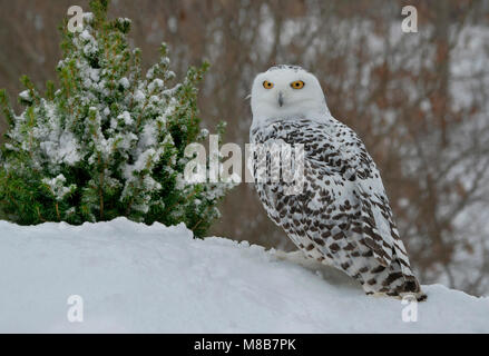 Schnee-eule (Bubo scandiacus), Winter, Nordamerika, durch Überspringen Moody/Dembinsky Foto Assoc Stockfoto