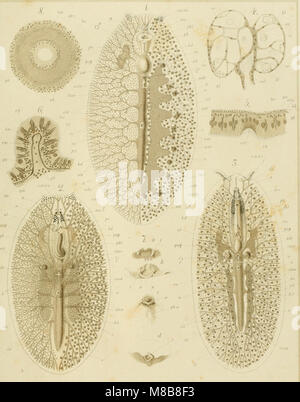 Sterben polycladen (seeplanarien) des Golfes von Neapel und der angrenzenden Meeres-Abschnitte (1884) (20915350436) Stockfoto