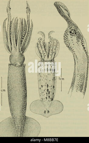 Danmarks Fauna (1907) ist ein illustriertes Handbuch der dänischen Tierwelt, das die in Dänemark heimischen Tierarten behandelt. Sie bietet Beschreibungen verschiedener Fauna und wissenschaftliche und ökologische Informationen über die natürliche Artenvielfalt des Landes. Stockfoto