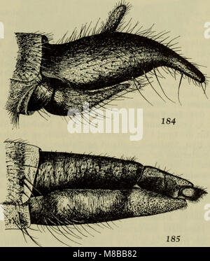 Dieses dänische Werk *Danmarks fauna* aus dem Jahr 1907 bietet illustrierte Handbücher, die die Tierarten Dänemarks beschreiben und sich auf die Identifizierung und Klassifizierung konzentrieren. Stockfoto