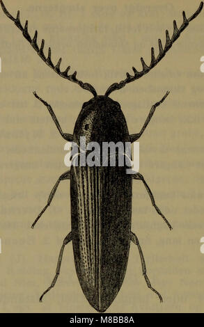 „Danmarks Fauna“, veröffentlicht 1907, ist ein illustriertes Handbuch über die Tierwelt Dänemarks. Es enthält detaillierte Beschreibungen verschiedener Arten, die in den dänischen Ökosystemen vorkommen, darunter Säugetiere, Vögel, Fische und Insekten, bietet einen umfassenden Einblick in die dänische Tierwelt. Stockfoto