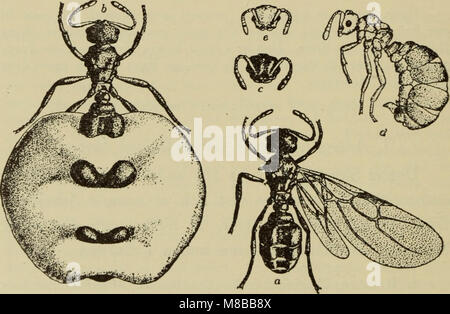 Dieses 1907 illustrierte Handbuch bietet detaillierte Informationen über die Fauna Dänemarks, mit verschiedenen Tierarten und ihren Lebensräumen im ganzen Land. Stockfoto