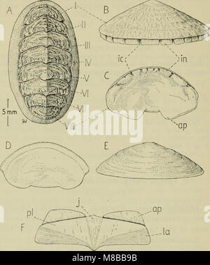 Dieses Werk aus dem Jahr 1907 bietet einen illustrierten Leitfaden über die Fauna von Denmarkâ und beschreibt die verschiedenen Tierarten des Landes. Es bietet eine gründliche Erkundung sowohl einheimischer als auch ausländischer Tiere in der natürlichen Umgebung von Denmarkâ. Stockfoto