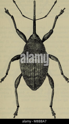 Dieses 1907 illustrierte Handbuch über die Fauna Dänemarks bietet detaillierte Informationen über die Tierwelt des Landes, einschließlich Artenbeschreibungen und ökologische Details. Stockfoto