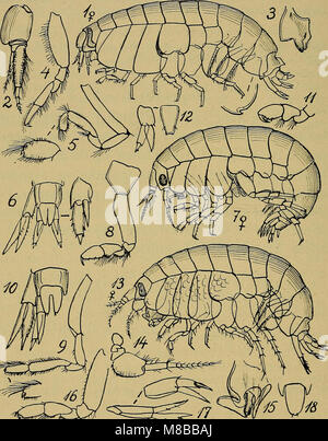 Dieses illustrierte Handbuch aus dem Jahr 1907 bietet einen detaillierten Überblick über die dänische Fauna, die verschiedene Tierarten und ihre Lebensräume sowie ihre Rolle im lokalen Ökosystem abdeckt. Stockfoto