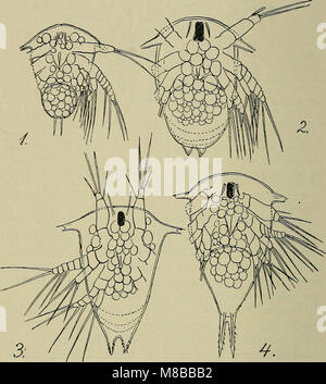 Diese 1907 erschienene Publikation bietet einen illustrierten Leitfaden zur Fauna Dänemarks, in dem verschiedene Tierarten im Land beschrieben werden. Es bietet wissenschaftliche Beschreibungen und Bilder dänischer Wildtiere, einschließlich Säugetiere, Vögel und Insekten. Stockfoto