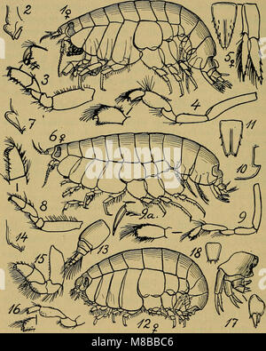 * Danmarks Fauna* (1907) ist ein illustrierter Reiseführer für die Tierwelt von Denmarkâ, mit verschiedenen Arten, die im Land gefunden werden. Es bietet Einblicke in die Tierwelt und die Naturgeschichte der countryâ, einschließlich Vögel, Säugetiere und Insekten. Stockfoto