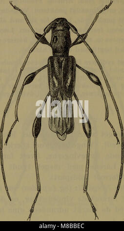 „Danmarks Fauna“ (1907) ist ein illustriertes Handbuch über die Fauna Dänemarks. Es enthält detaillierte Beschreibungen der Tierarten des Landes und gibt Einblicke in die biologische Vielfalt und die natürliche Umwelt Dänemarks. Stockfoto