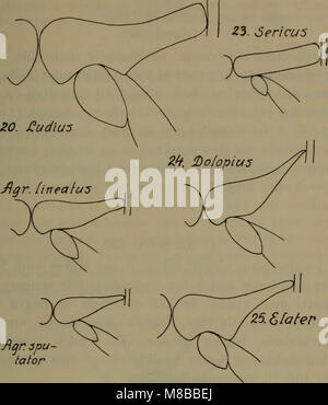 Dieses Werk aus dem Jahr 1907, „Dänemarks Fauna“, bietet einen illustrierten Leitfaden zu den Tieren Dänemarks, in dem die Identifizierung der Arten und ökologische Informationen über die Tierwelt des Landes detailliert beschrieben werden. Stockfoto