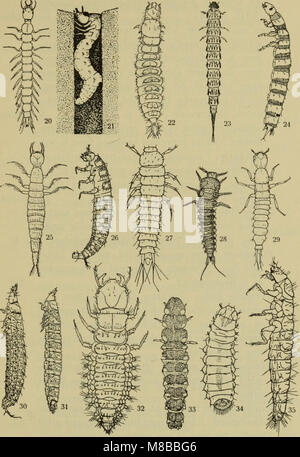Das 1907 illustrierte Handbuch zur dänischen Fauna bietet einen umfassenden Überblick über die in Dänemark heimischen Tiere, wobei der Schwerpunkt auf deren Eigenschaften, Lebensräume und ökologische Bedeutung in der Region liegt. Stockfoto