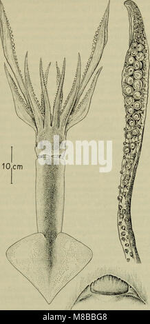 „Danmarks Fauna“ (1907) ist ein illustriertes Handbuch über die Tierwelt Dänemarks. Es enthält detaillierte Beschreibungen und Klassifizierungen der im Land vorkommenden Arten und trägt so zur zoologischen Forschung in Skandinavien bei. Stockfoto