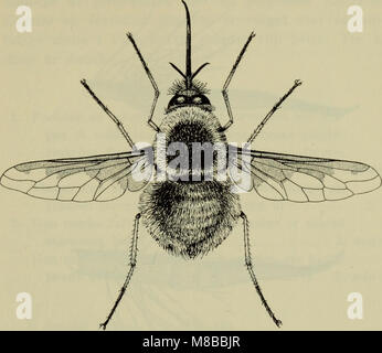 Dieses Werk aus dem Jahr 1907 bietet einen ausführlichen illustrierten Leitfaden für die Fauna Dänemarks. Es enthält Beschreibungen verschiedener Arten in der dänischen Tierwelt, darunter Säugetiere, Vögel, Reptilien und Insekten, zusammen mit ihren Lebensräumen und ihrem Verhalten. Stockfoto