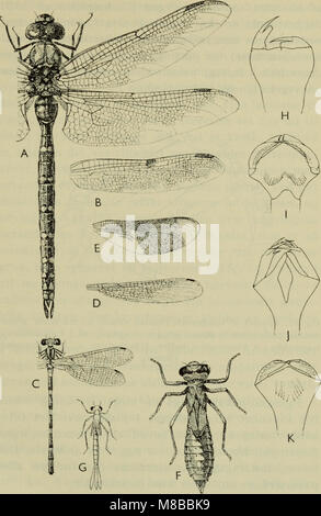 Diese 1907 erschienene Publikation „Danmarks Fauna“ ist ein illustriertes Handbuch der dänischen Tierwelt, in dem verschiedene Tierarten in Dänemark beschrieben werden. Es bietet umfassende Beschreibungen der Fauna, Lebensräume und ökologischen Rollen innerhalb der Region. Stockfoto
