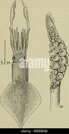„Danmarks Fauna“ (1907) ist ein illustriertes Handbuch, das die Fauna Dänemarks beschreibt. Sie bietet Beschreibungen und Bilder verschiedener Arten, die in Dänemark gefunden wurden, und ist damit eine wertvolle Ressource für das Verständnis der Tierwelt der countryâ. Stockfoto