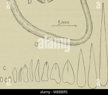 Diese dänische Publikation aus dem Jahr 1907 bietet einen illustrierten Leitfaden über die Fauna Dänemarks, der verschiedene Arten und ihre Lebensräume abdeckt und zum Verständnis der natürlichen Tierwelt Dänemarks beiträgt. Stockfoto