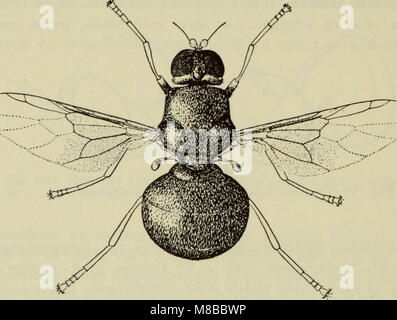 Danmarks Fauna (1907) ist ein illustriertes Handbuch der dänischen Tierwelt. Es enthält detaillierte Beschreibungen der Tiere in Dänemark, wobei der Schwerpunkt auf den in der Region gefundenen Arten liegt, mit Abbildungen und naturgeschichtlichen Informationen. Stockfoto