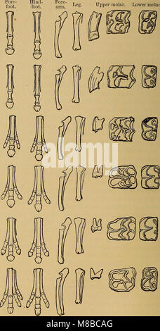 Darwinismus; eine Ausstellung der Theorie der natürlichen Selektion, mit einigen Ihrer Anwendungen (1897) (20651274229) Stockfoto