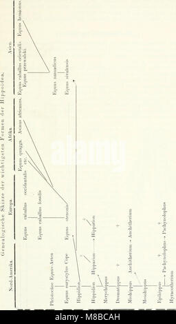 Säugetiere sterben. Einführung in die Anatomie und Systematik der fossilen recenten und Mammalia (1904) (20325451744) Stockfoto