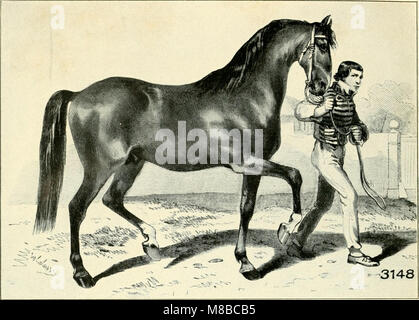 Das anglo-normännische Pferd-mit besonderer Berücksichtigung seiner Verwendung in Deutschland (1910) (14778099415) Stockfoto