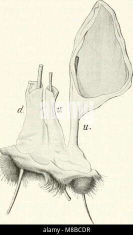 Säugetiere sterben. Einführung in die Anatomie und Systematik der fossilen recenten und Mammalia (1904) (20760184438) Stockfoto