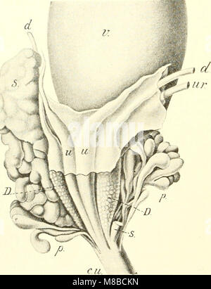 Säugetiere sterben. Einführung in die Anatomie und Systematik der fossilen recenten und Mammalia (1904) (20955072331) Stockfoto