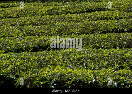 Landwirtschaftliche Flächen in Nilgiris in der Nähe von Ooty, Tamil Nadu, Indien Stockfoto