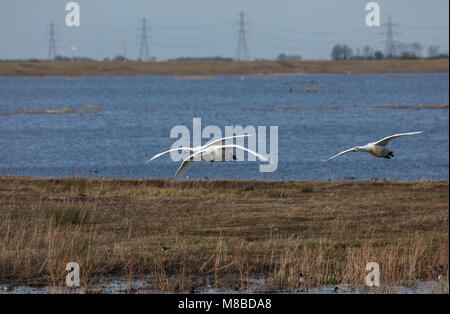 Drei Singschwänen im Flug über Wasser Stockfoto