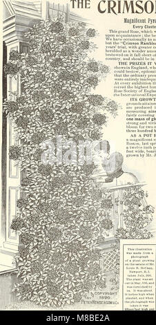 Händler und Floristen Großhandel Liste der Pflanzen (1897) (20843327565)