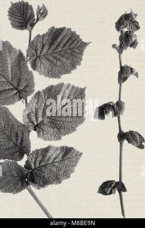 Sommergrüne Obstgärten in Kalifornien Winter (1951) (20656830490) Stockfoto