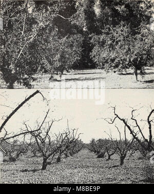 Sommergrüne Obstgärten in Kalifornien Winter (1951) (20851980941) Stockfoto