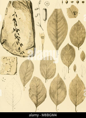 Denkschriften der Kaiserlichen Akademie, Christian, Mathematisch-Naturwissenschaftliche Classe (1866) (20664919320) Stockfoto