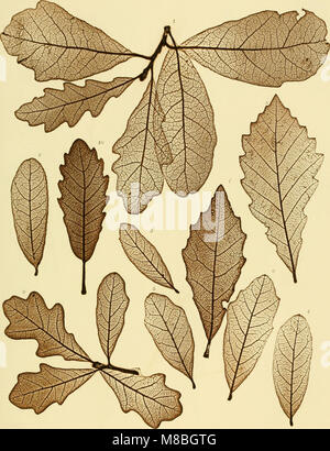 Denkschriften der Kaiserlichen Akademie, Christian, Mathematisch-Naturwissenschaftliche Classe (1889) (20233486853) Stockfoto