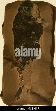 Denkschriften der Kaiserlichen Akademie, Christian - Mathematisch-Naturwissenschaftliche Classe (1861) (20665861059) Stockfoto