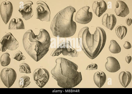 Denkschriften der Kaiserlichen Akademie, Christian - Mathematisch-Naturwissenschaftliche Classe (1880) (20665823390) Stockfoto